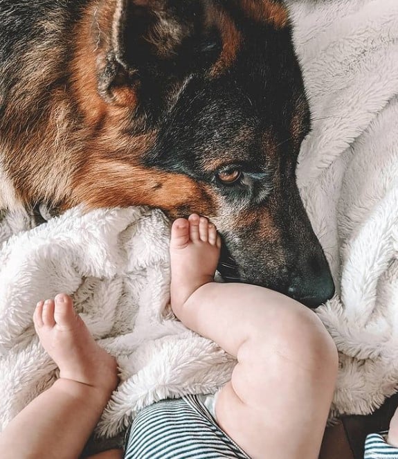 the child touches the German shepherd with his legs