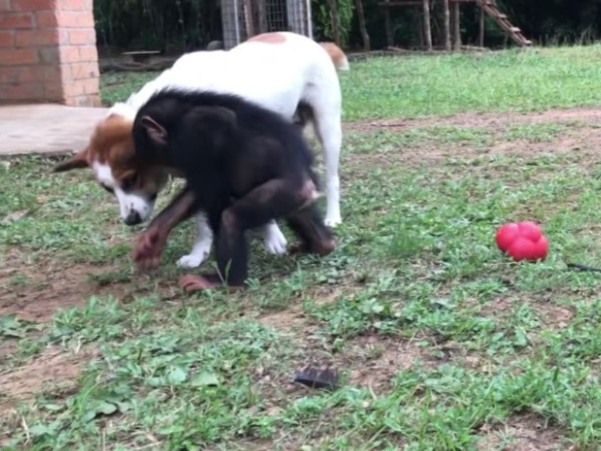 the chipmunk and the dog are playing in the yard