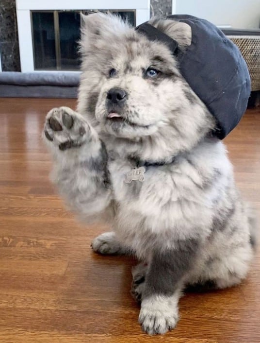 the Chow-Chow puppy sits on the laminate floor with his paw raised