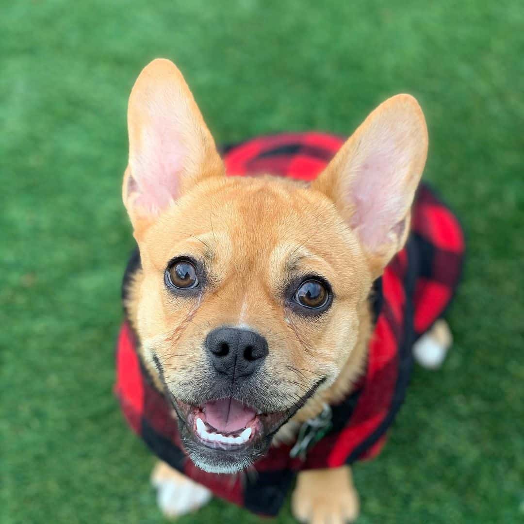 The Corgi French Bulldog Mix dog looking up