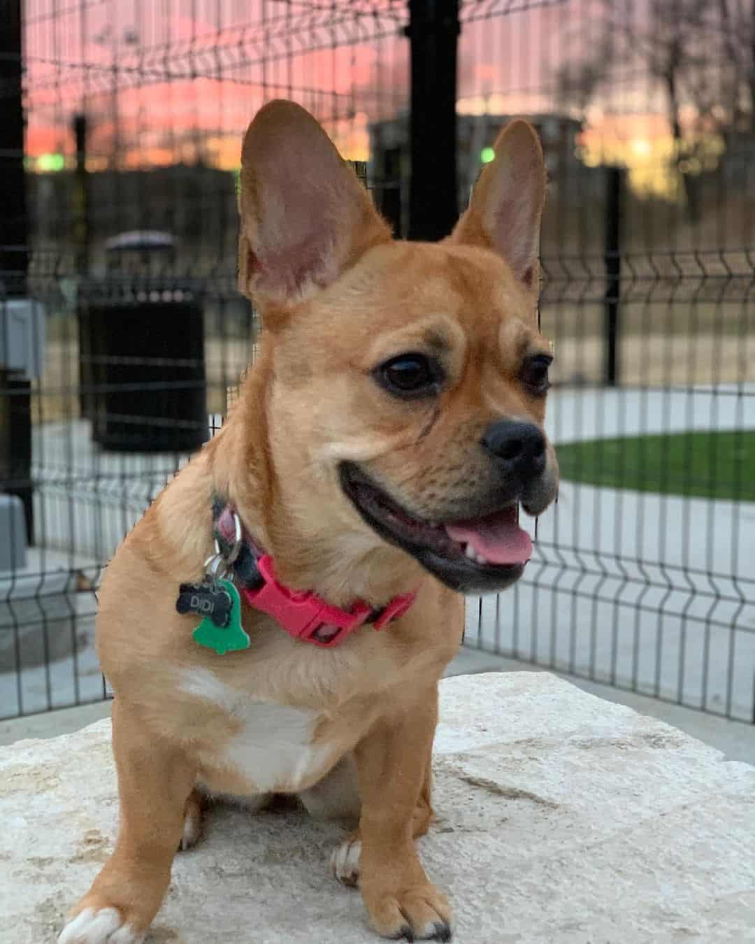 The Corgi French Bulldog Mix