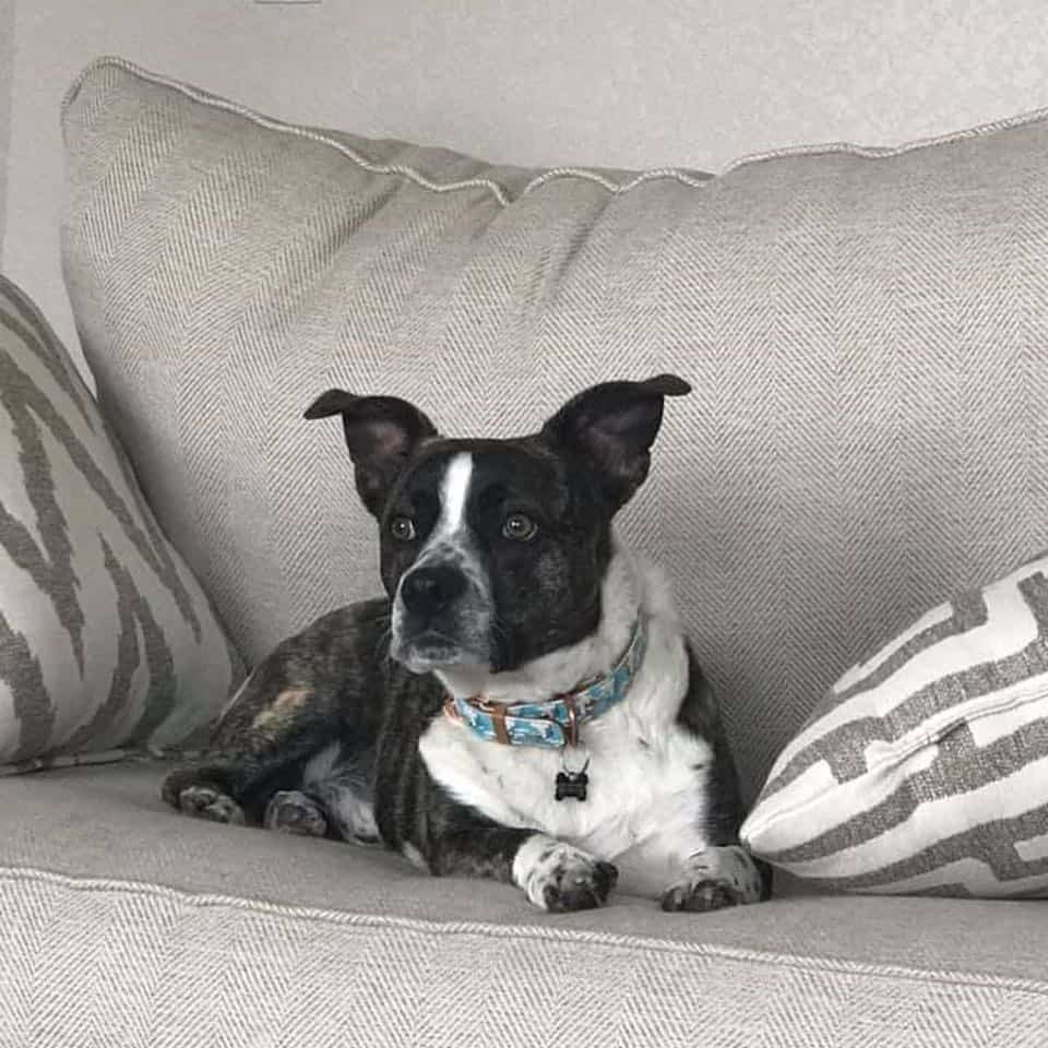 The Corgi French Bulldog Mix sitting on sofa