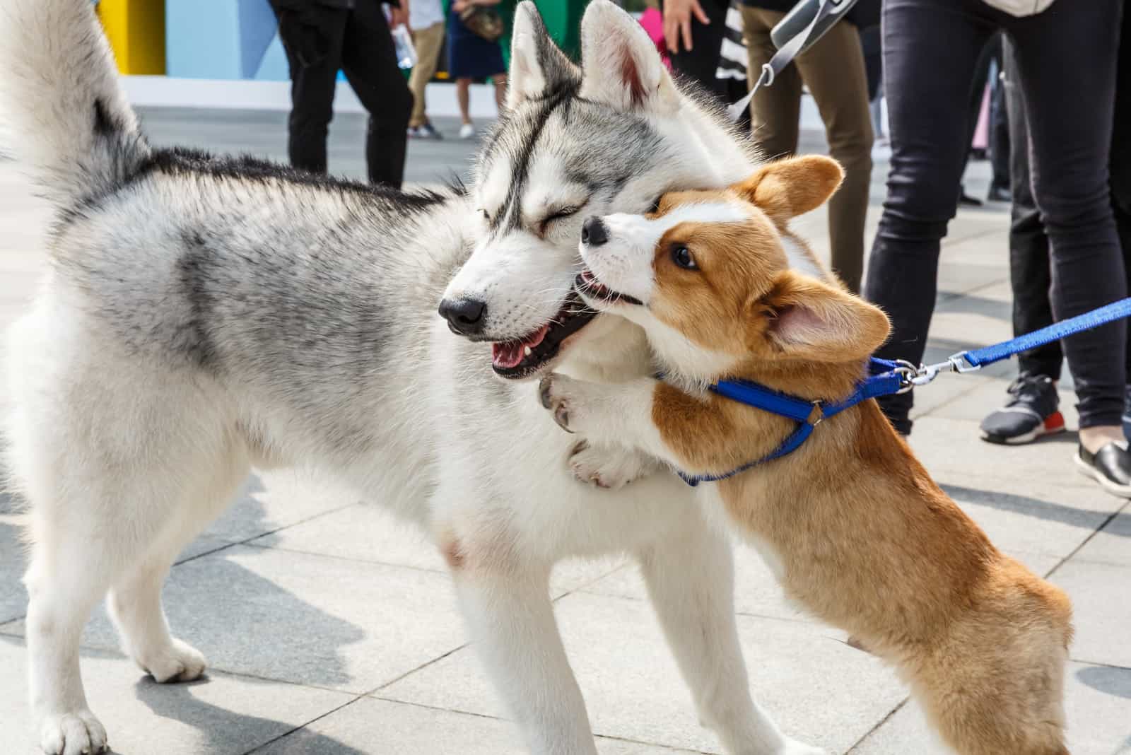 The Corgi Husky Mix – All About The Cutest Mix Of Breeds