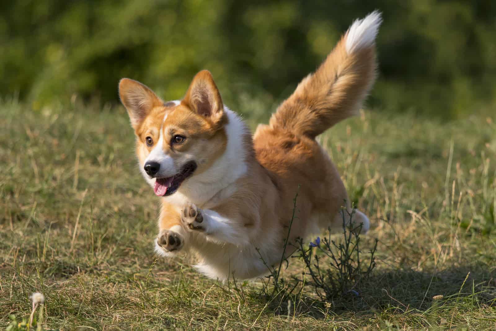 the corgi runs across the meadow