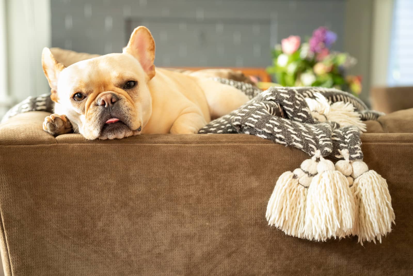 Cream French Bulldog: The Rare Frenchie That Everyone Wants