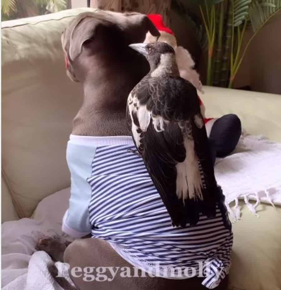 the crow jumped on the pit bull's back