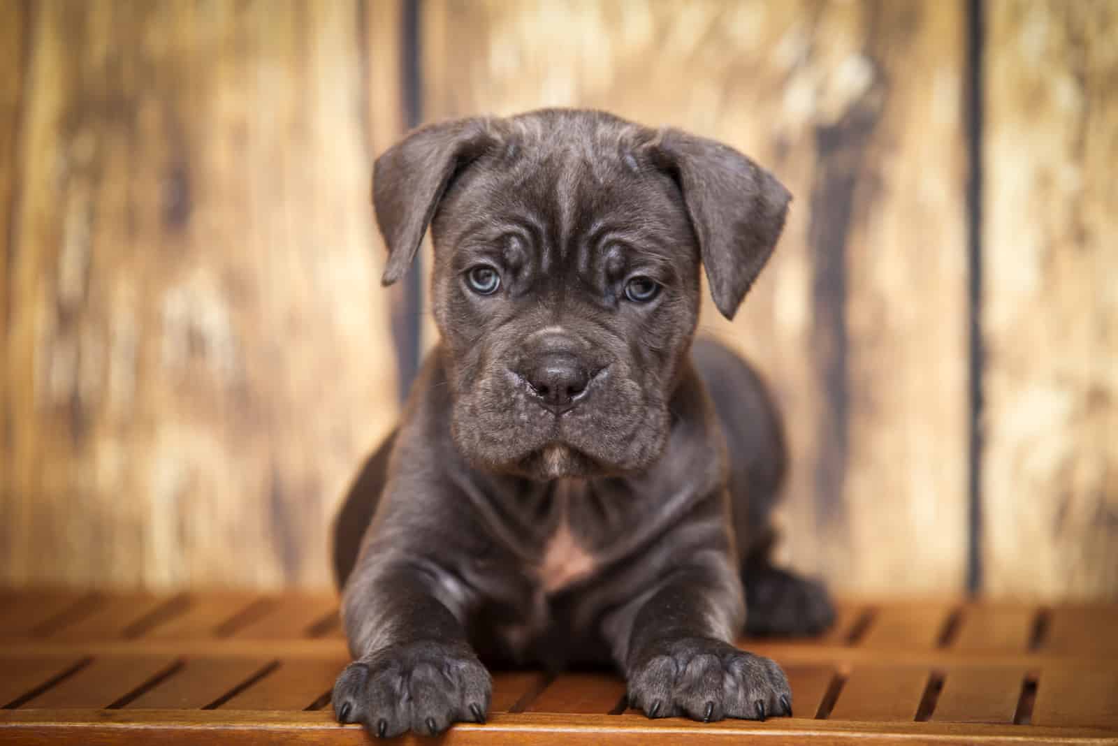 the cub cane corso lies