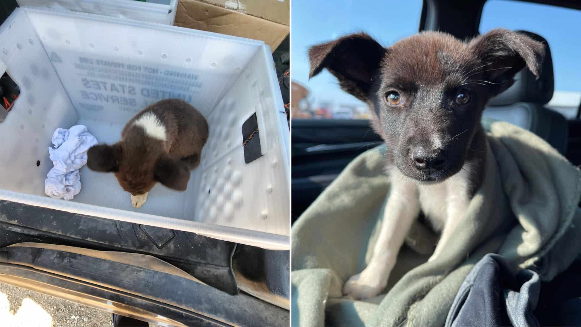 The Cutest Puppy Mail Carrier Charms The Internet With His Adorable Bunny Ears