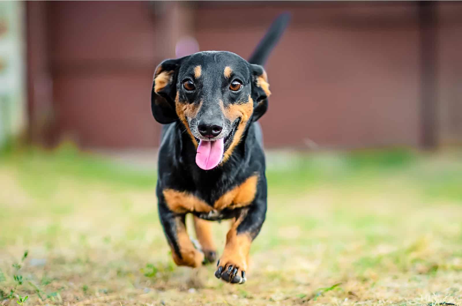 the dachshund runs around the garden