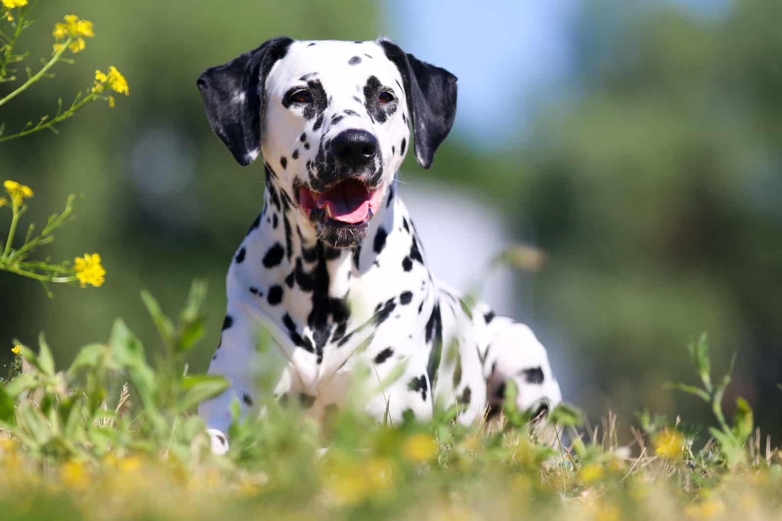 5+ Dalmatian Colors: Do You Think You Know This Dog Breed?