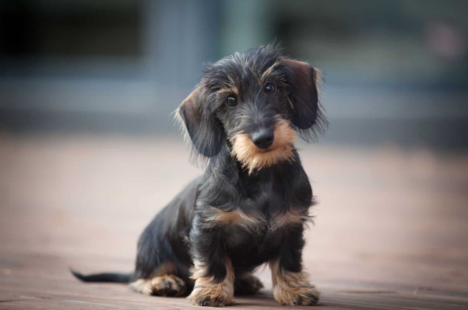 The Dashing Wire-Haired Dachshund