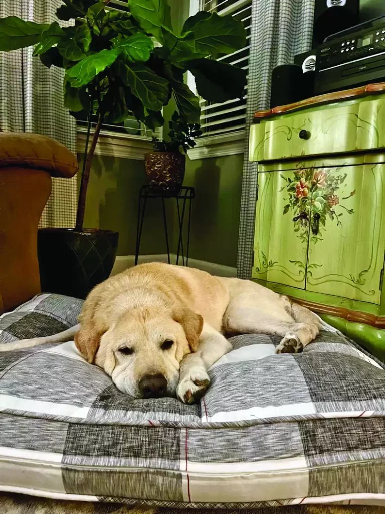 the dog also lies on his pillow and rests