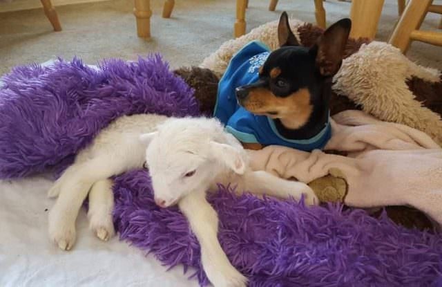 the dog and the lamb are lying next to each other