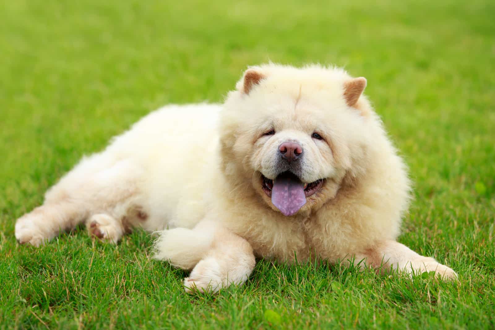 The dog breed chow chow in park on green grass