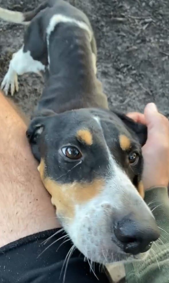 the dog caresses the man