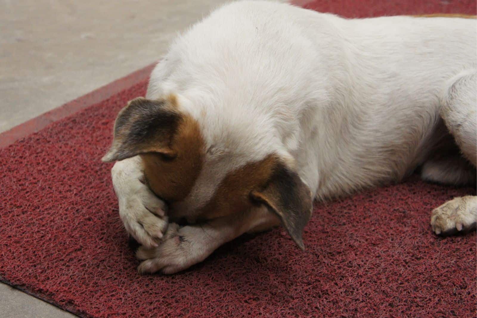 the dog covered his face with his paws while petting himself