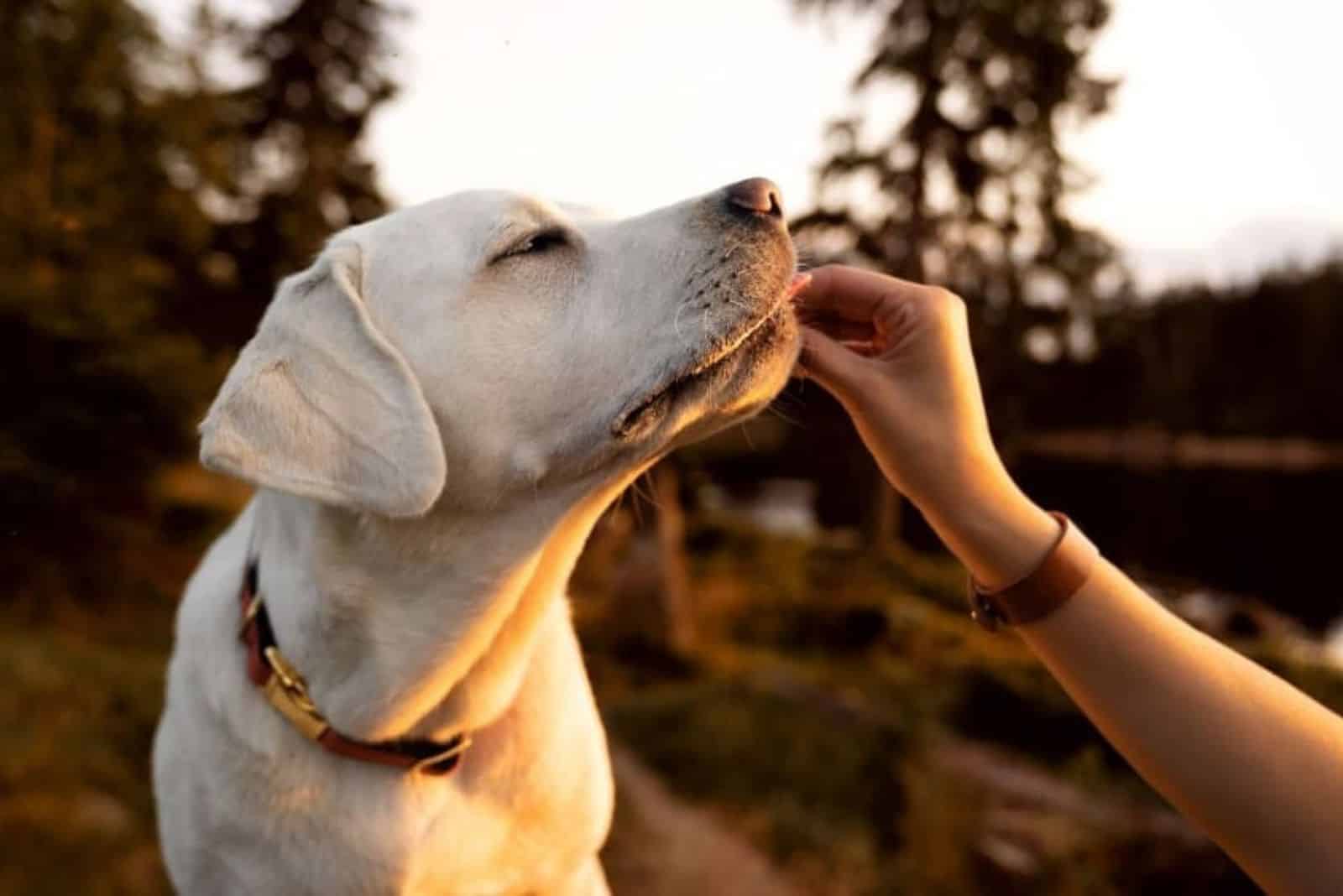 the dog eats a fig