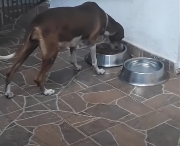 the dog eats food from a tin container