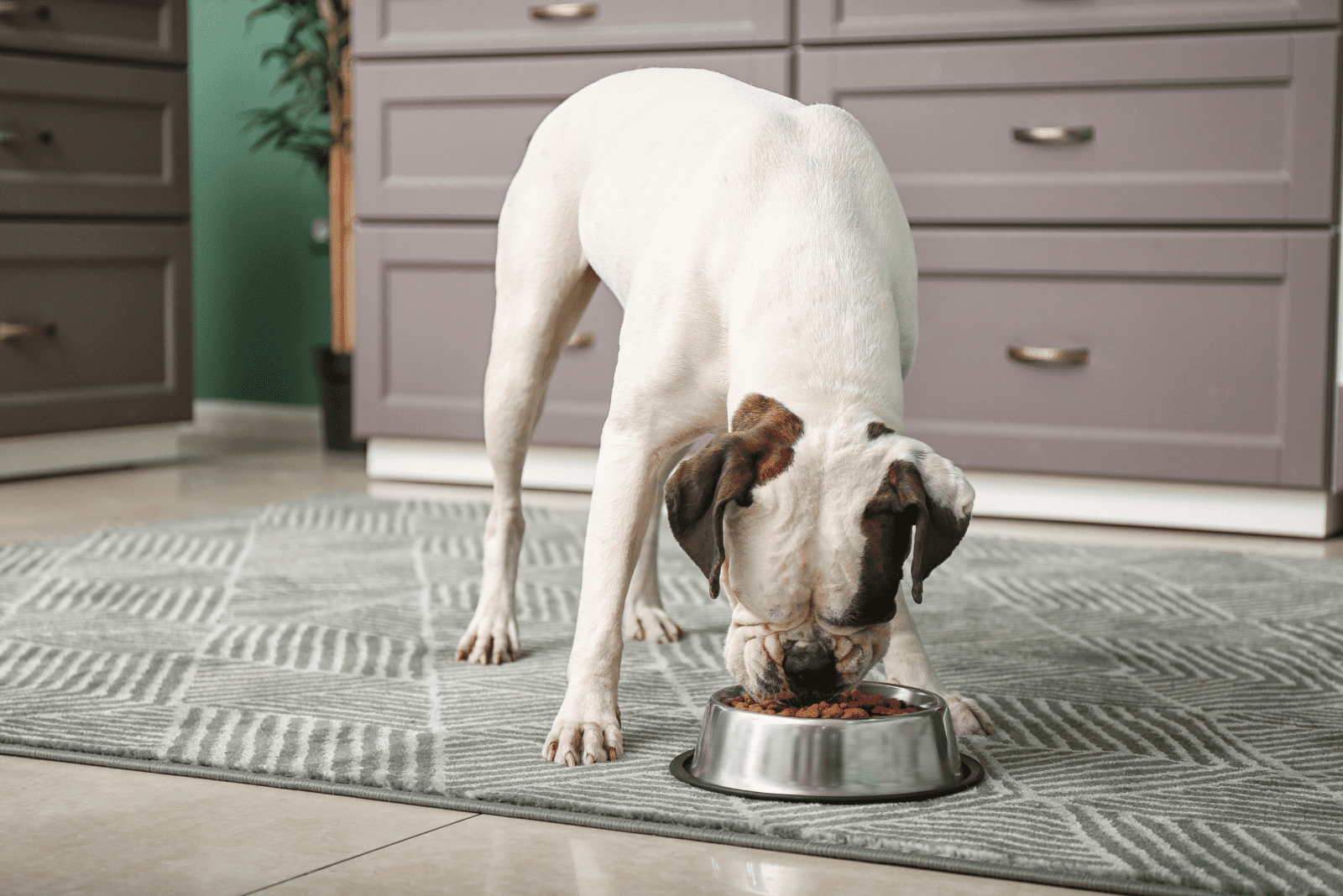 the dog eats food from the bowl