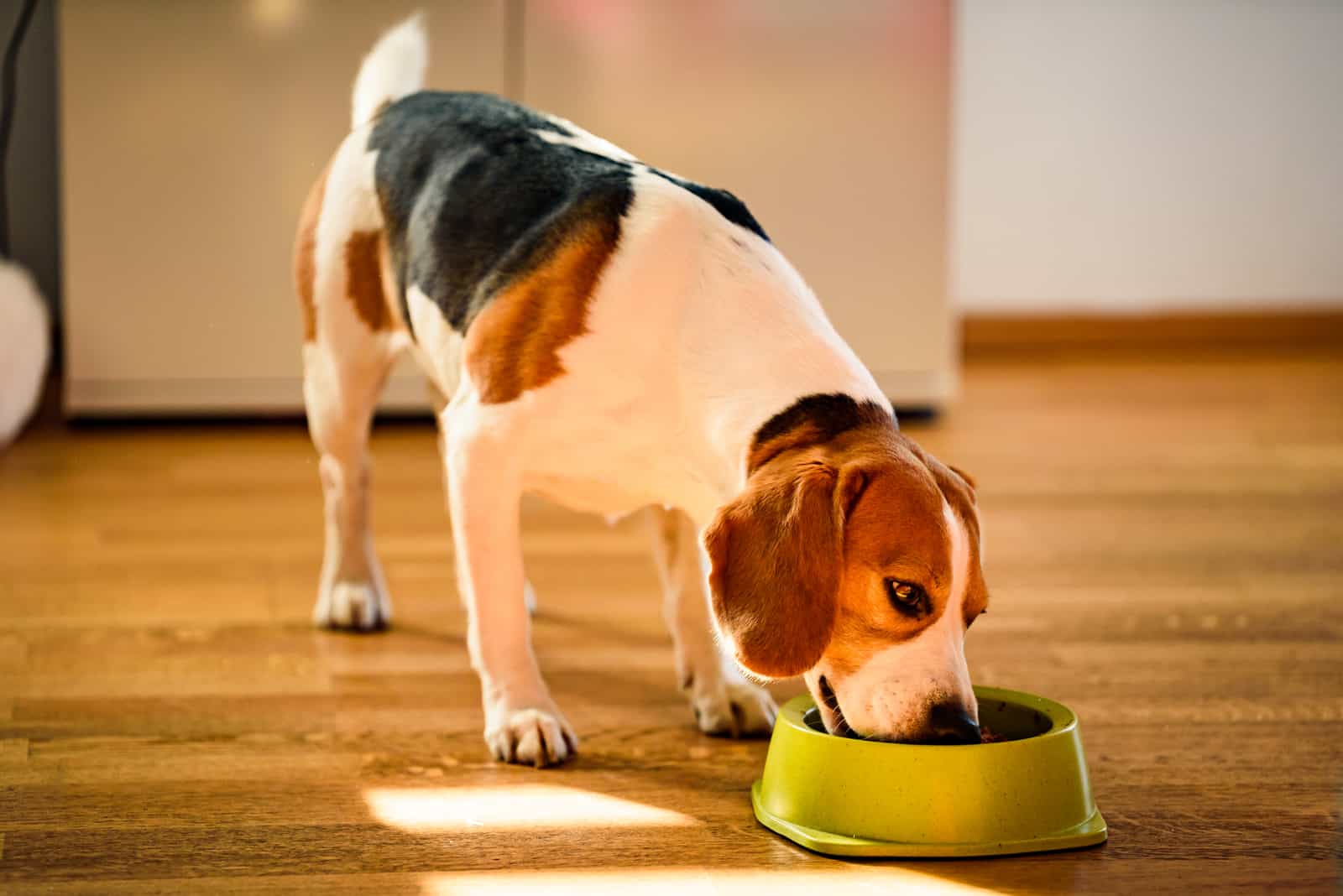 the dog eats from his bowl