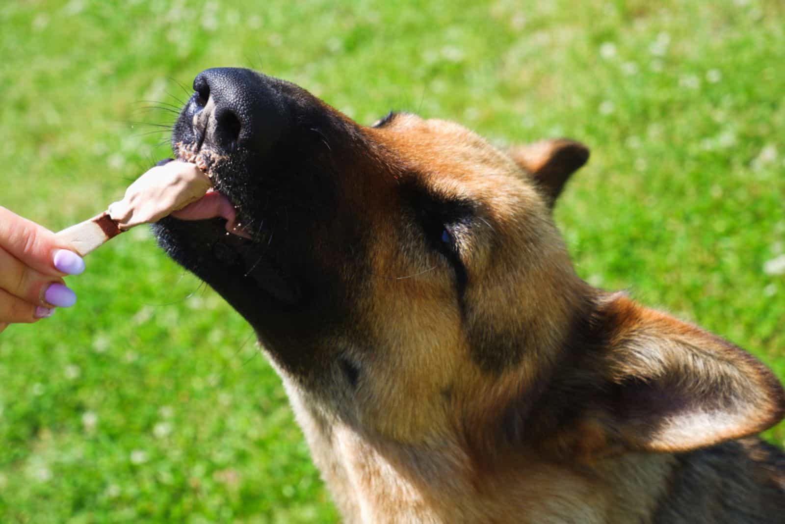 the dog eats ice cream from owner's hand