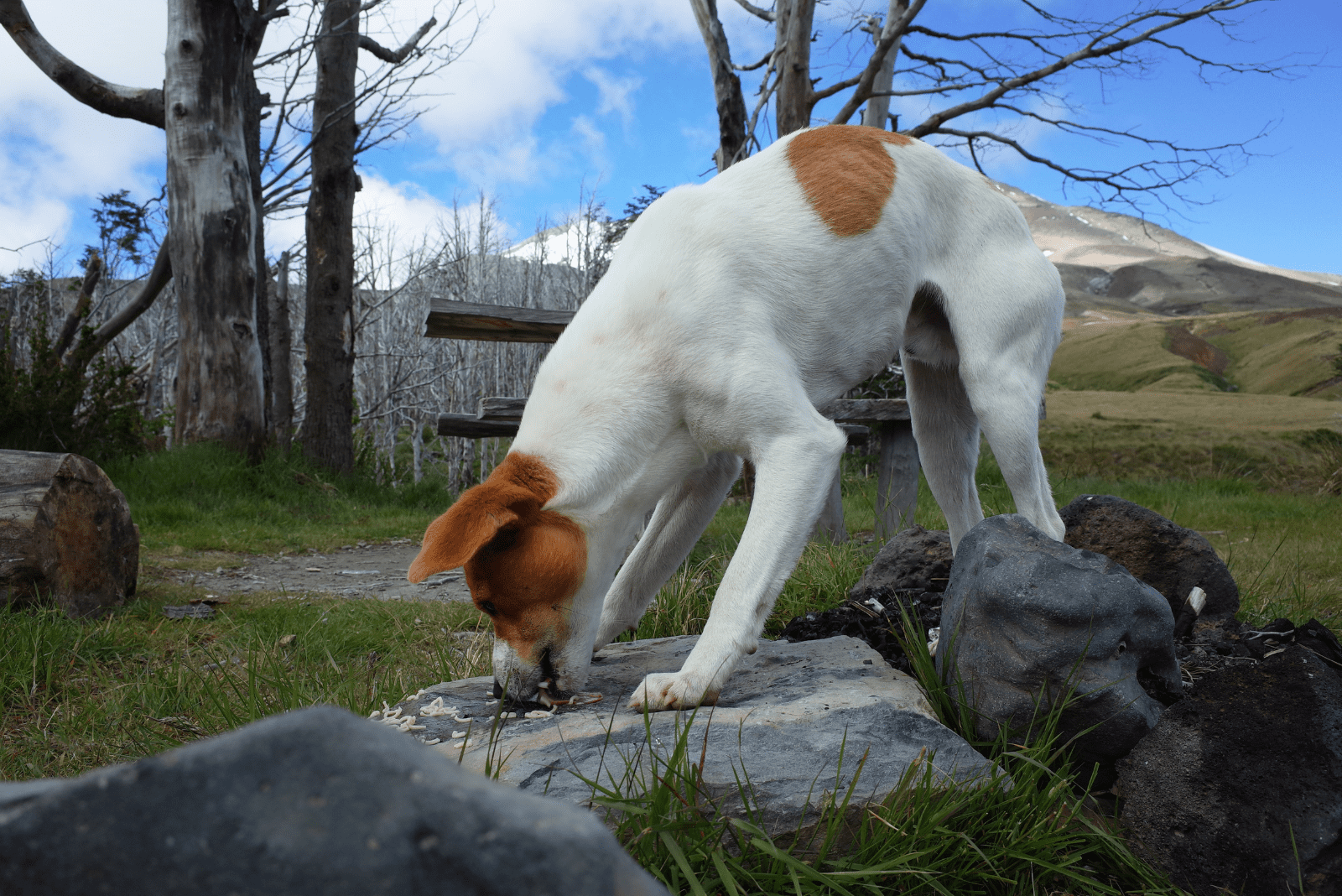 the dog eats on a stone and arches its back