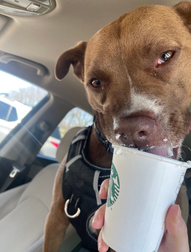 the dog eats whipped cream from a glass