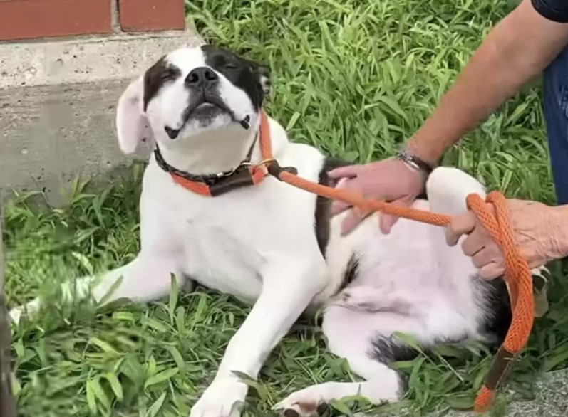 the dog enjoys being petted by the man