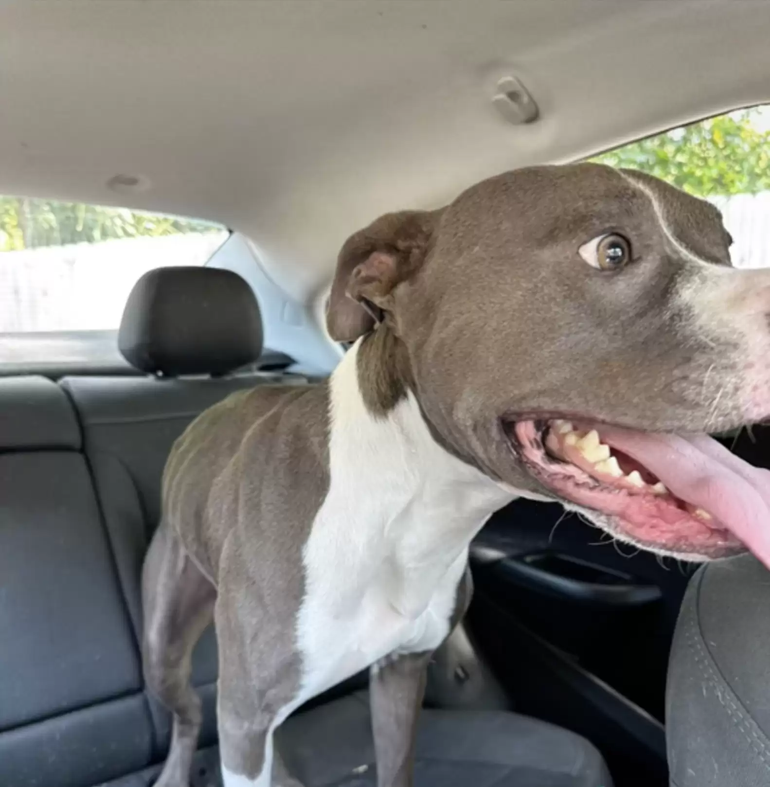 the dog enjoys driving the car