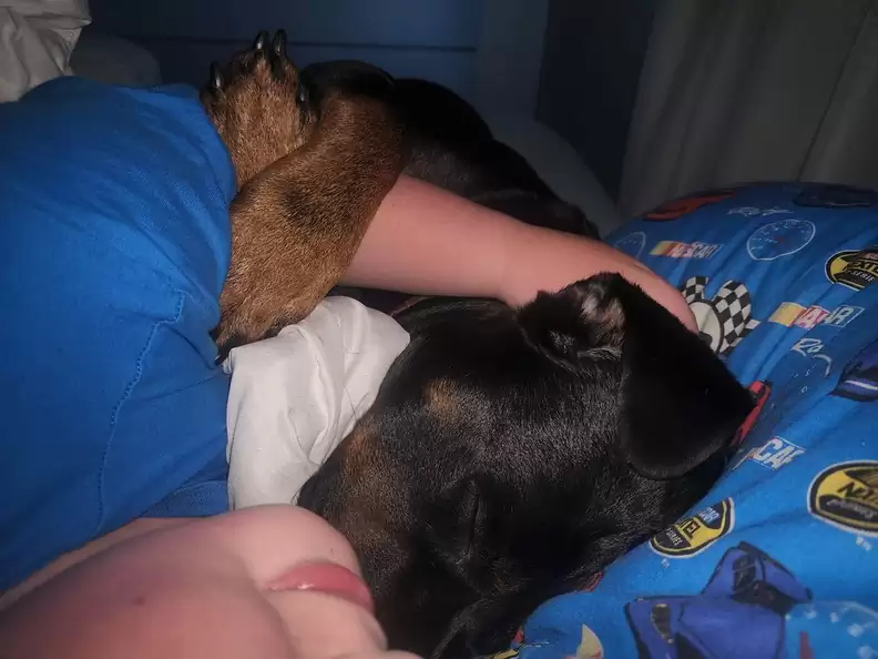 the dog enjoys sleeping with the boy in the bed