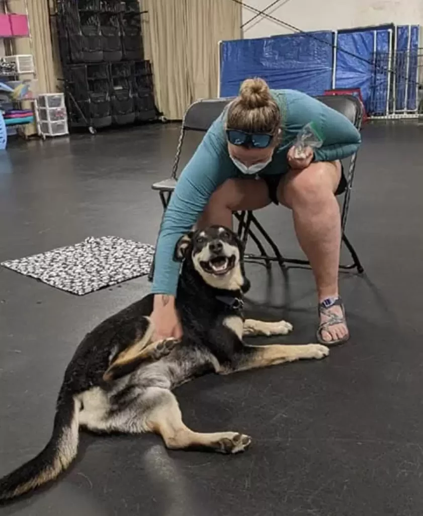 the dog enjoys while the girl caresses him