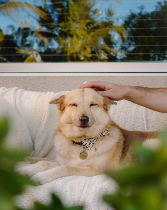 the dog enjoys while the man strokes his head