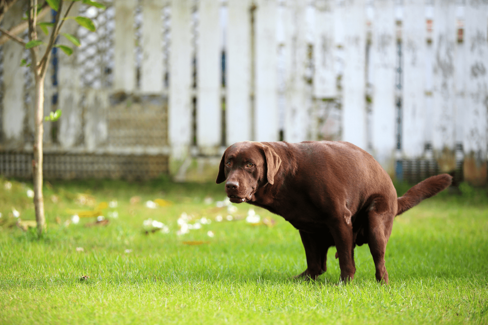 the dog has diarrhea in the garden