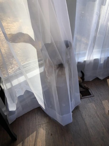 the dog hidden behind the curtain