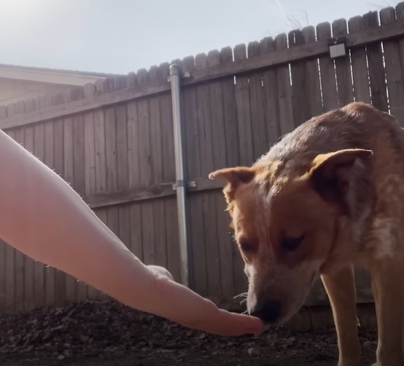 the dog in the garden sniffs the owner's hand