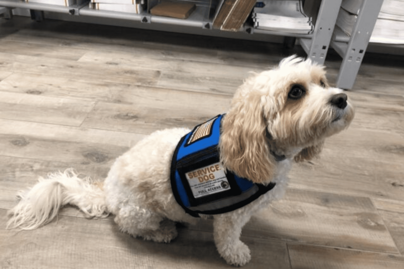 the dog in the shop is sitting and waiting