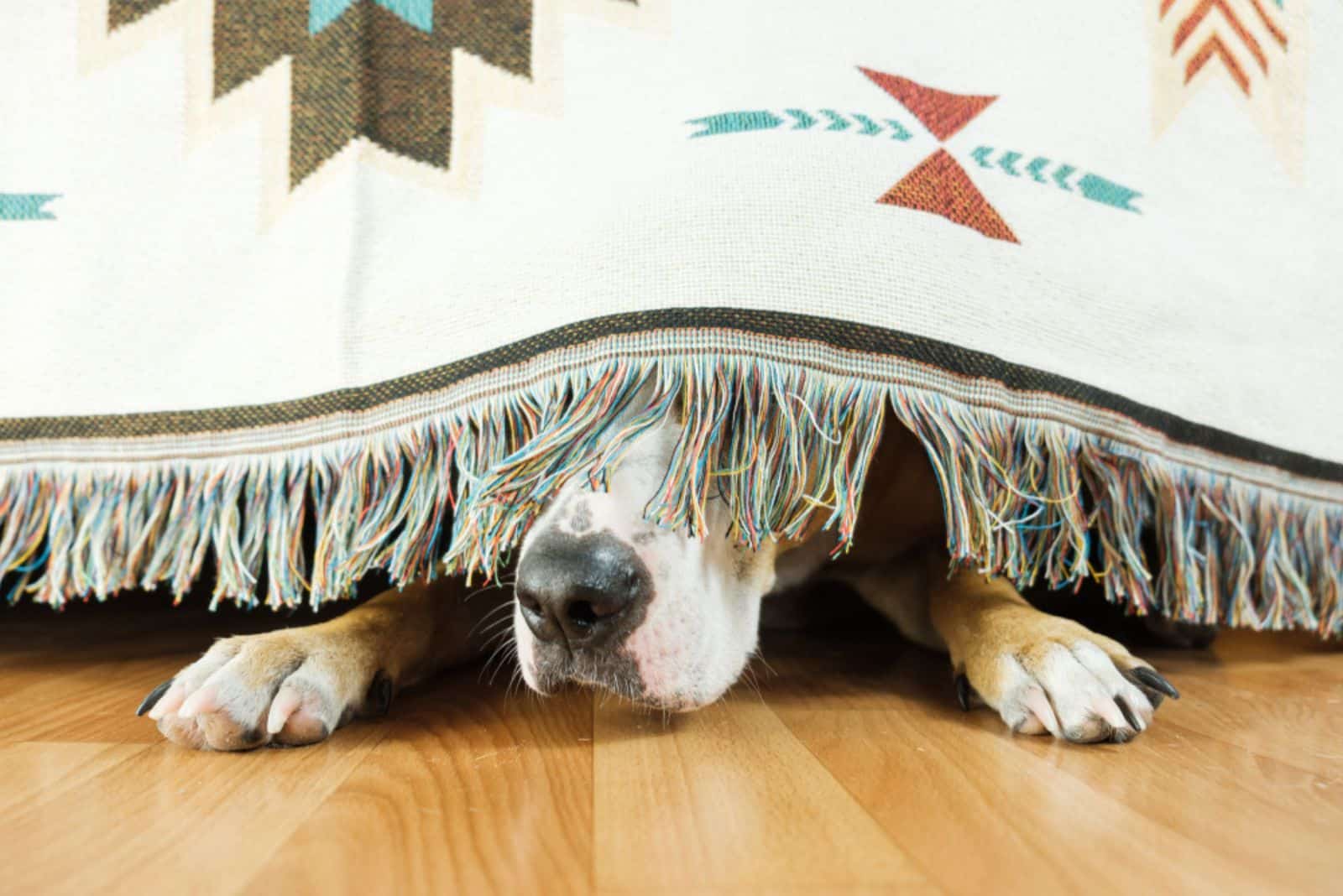 The dog is hiding under the sofa