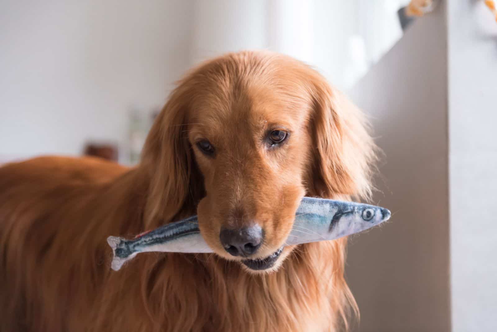 the dog is holding a fish in its mouth