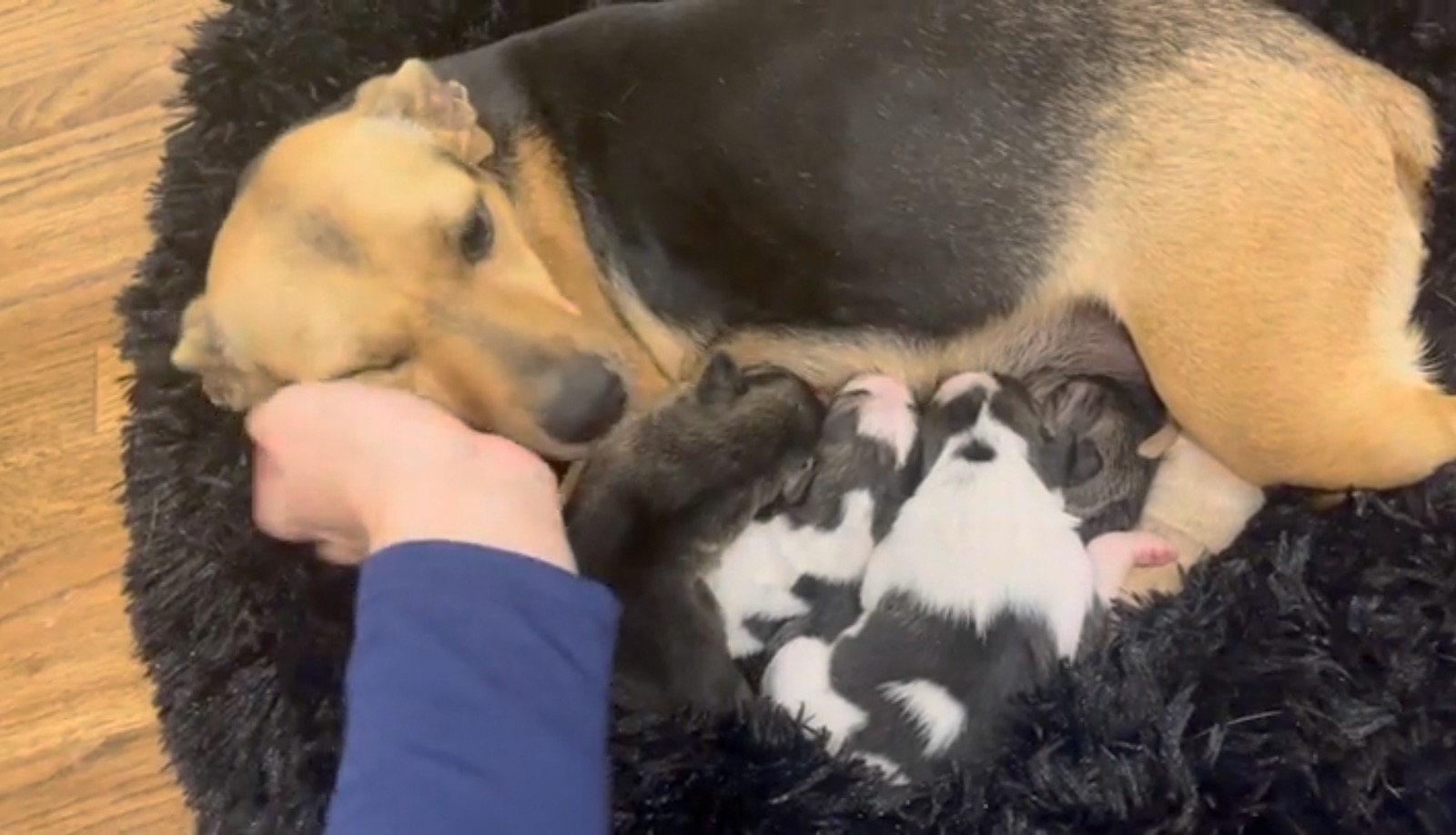 the dog is lying down, the puppies are nursing it and the man is petting it