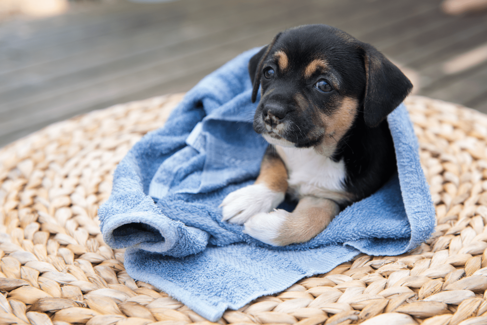 the dog is lying down wrapped in a towel