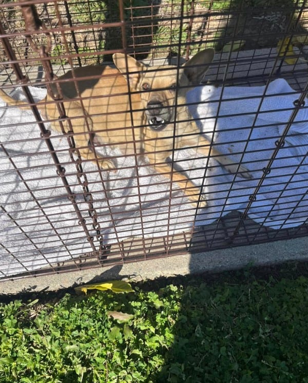 the dog is lying in the cage