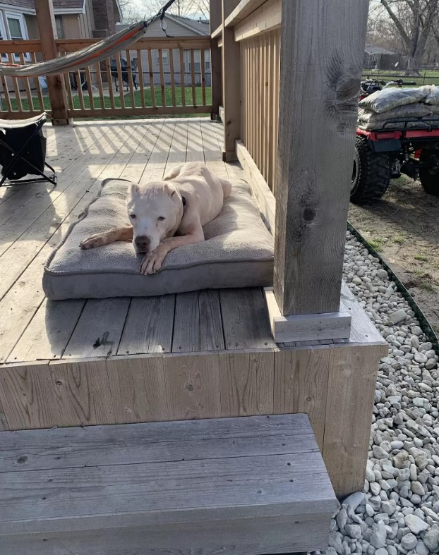 the dog is lying on a gray pillow on the terrace