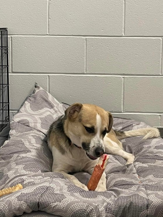 the dog is lying on a pillow and holding a treat with its paws