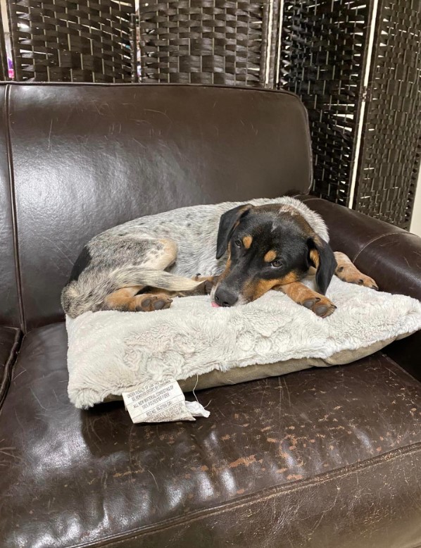 the dog is lying on a pillow on the leather couch