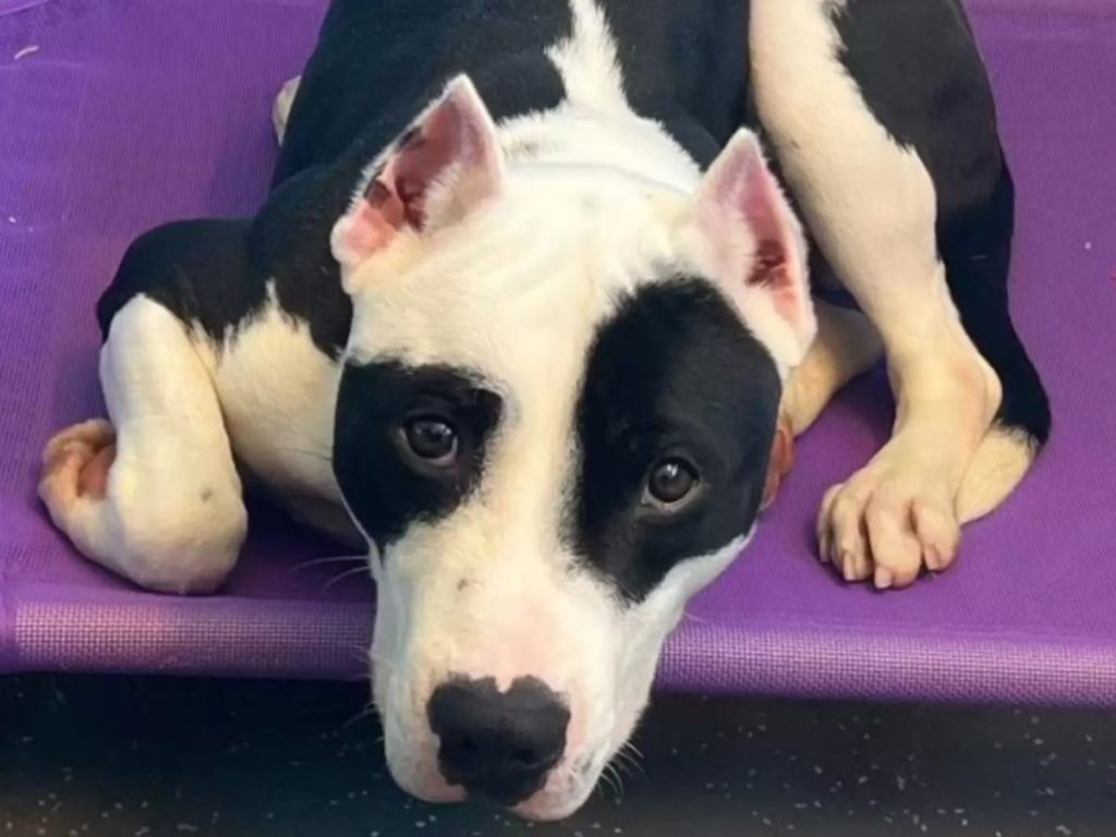 the dog is lying on a purple chair