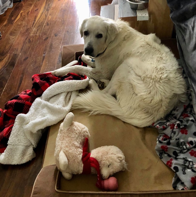 the dog is lying on the pillow and looking at the camera