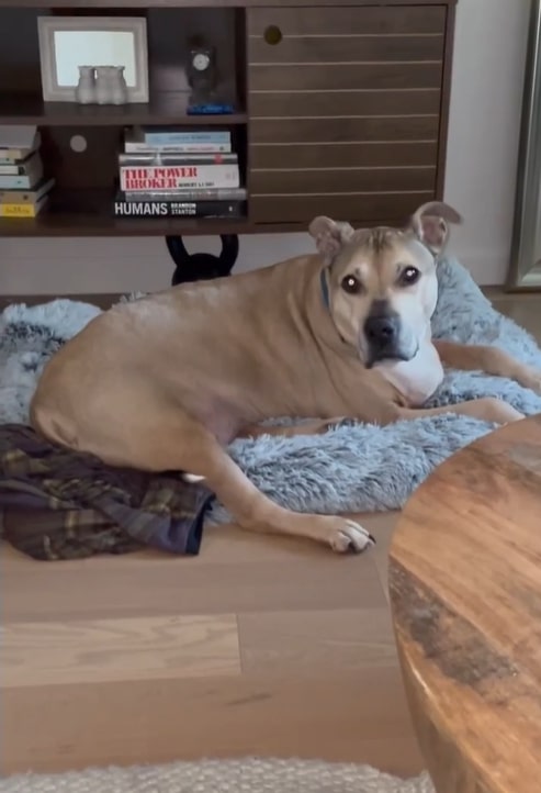 the dog is lying on the pillow in the house