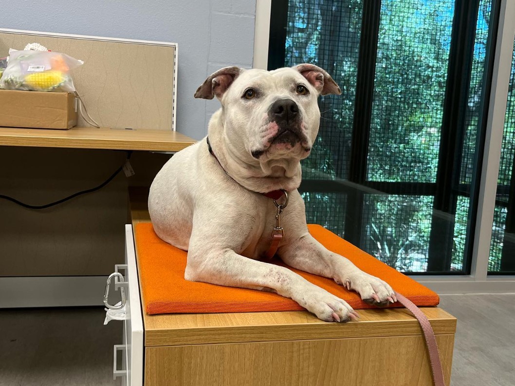 the dog is lying on the table and looking at the camera