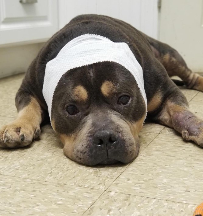 the dog is lying on the tiles with its head wrapped