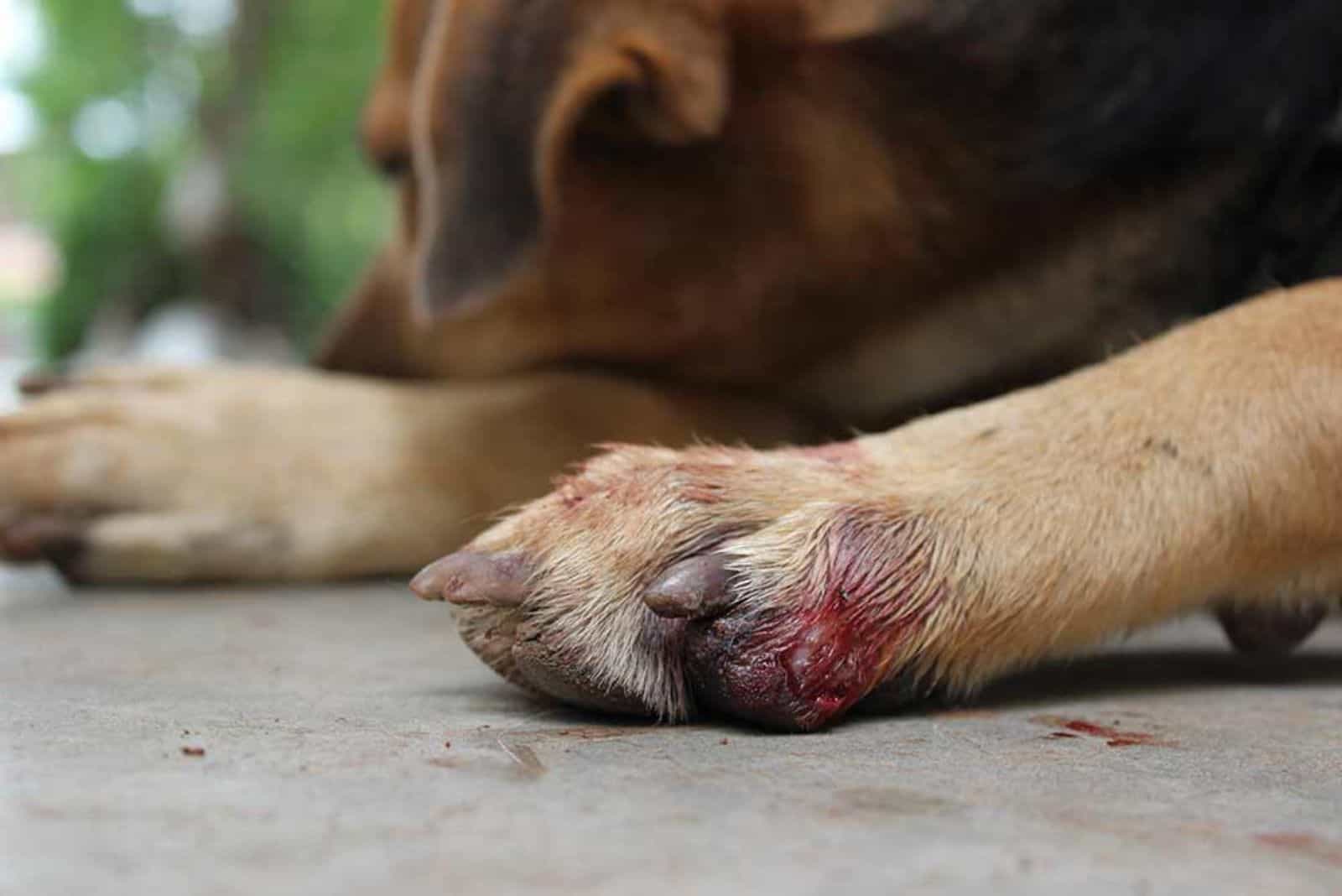 the dog is lying with a scab on its paw